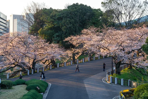 東京の桜 — ストック写真