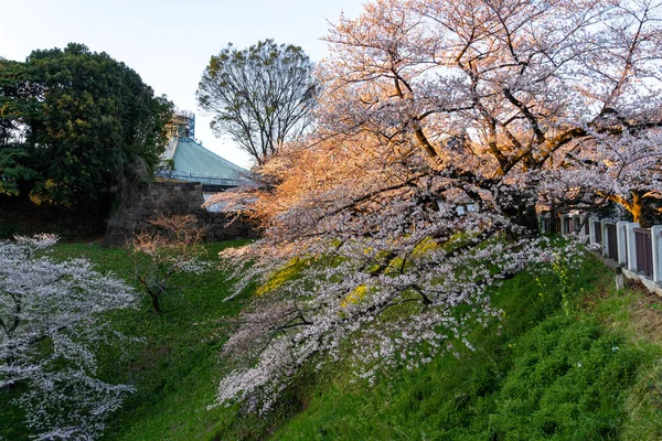 Körsbärsblommor Japan Tokyo — Stockfoto