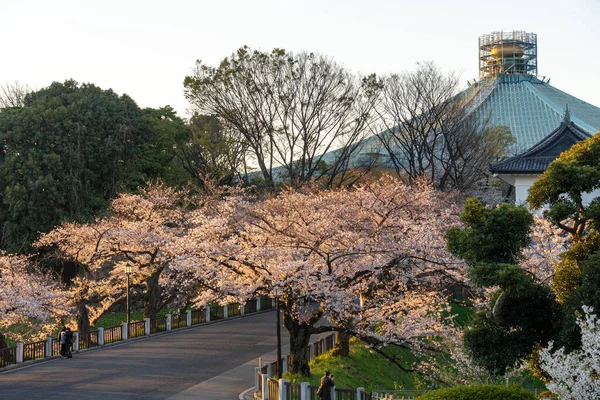 Körsbärsblommor Japan Tokyo — Stockfoto