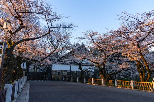 Cseresznyevirágok Japánban Tokióban — Stock Fotó
