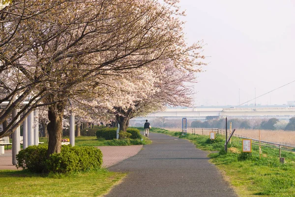 Flores Cerezo Japón Tokio — Foto de Stock