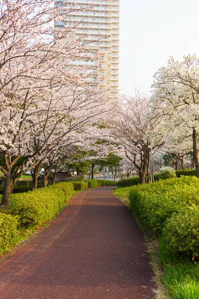 Kwiat Wiśni Japonii Tokio — Zdjęcie stockowe