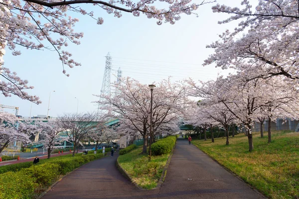 Fiori Ciliegio Giappone Tokyo — Foto Stock