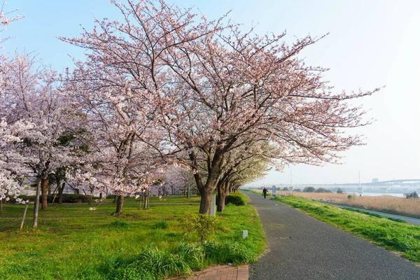 Flores Cerezo Japón Tokio — Foto de Stock