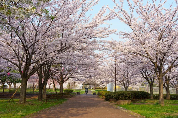 Ανθισμένες Κερασιές Στην Ιαπωνία Τόκιο — Φωτογραφία Αρχείου