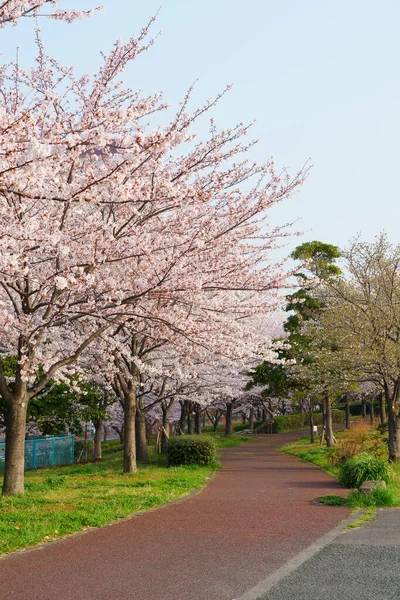 東京の桜 — ストック写真