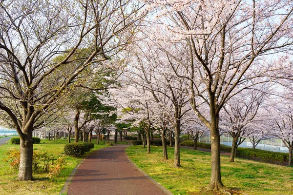 Japonya 'da kiraz çiçekleri, Tokyo