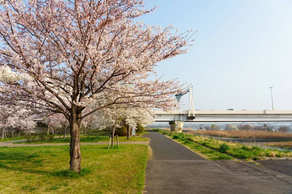 Flores Cerezo Japón Tokio — Foto de Stock