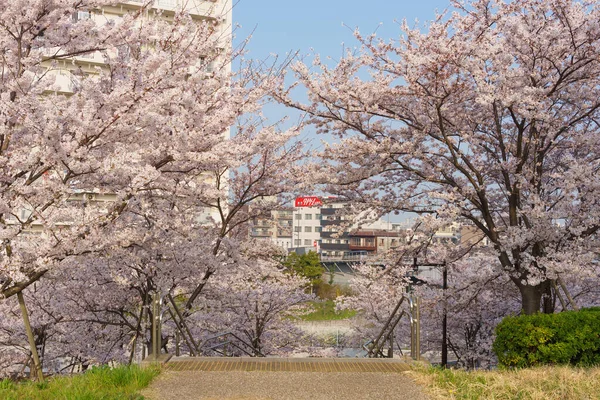 Kwiat Wiśni Japonii Tokio — Zdjęcie stockowe