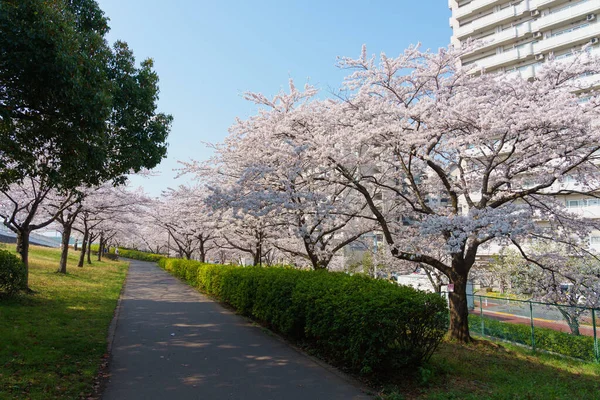 Japonya 'da kiraz çiçekleri, Tokyo