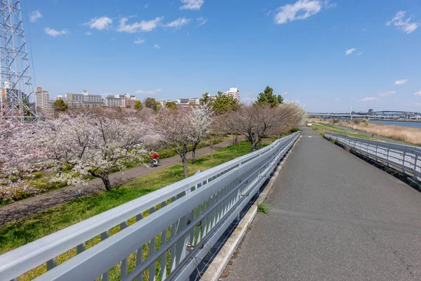 Flores Cerezo Japón Tokio — Foto de Stock