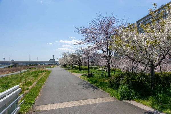 Flores Cerezo Japón Tokio — Foto de Stock