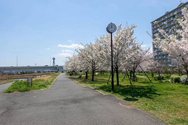 Japonya 'da kiraz çiçekleri, Tokyo