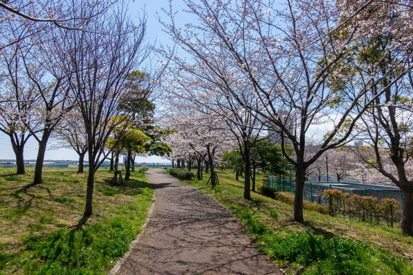 Fiori Ciliegio Giappone Tokyo — Foto Stock