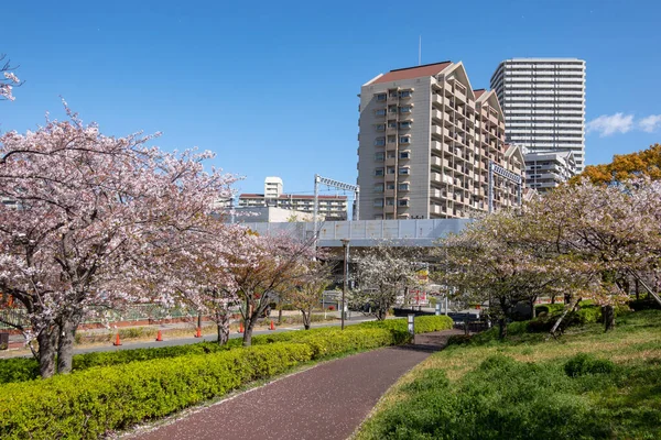 Flores Cerezo Japón Tokio —  Fotos de Stock