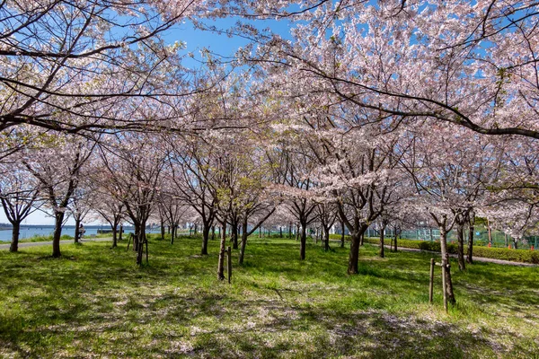 Cherry Blossoms Japan Tokyo — Stock Photo, Image