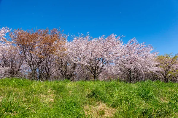 Flores Cereja Japão Tóquio — Fotografia de Stock