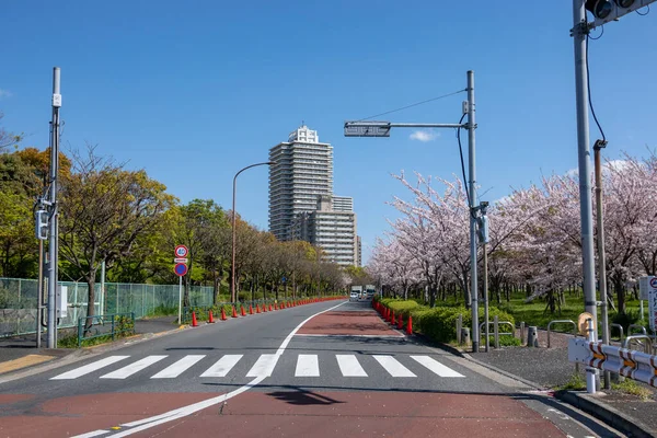 東京の桜 — ストック写真