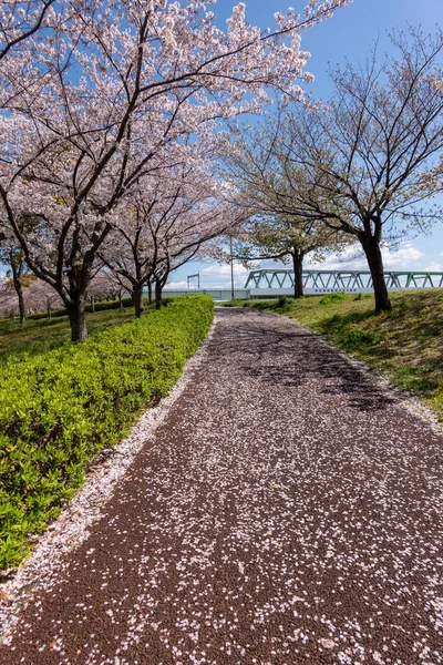 Fiori Ciliegio Giappone Tokyo — Foto Stock