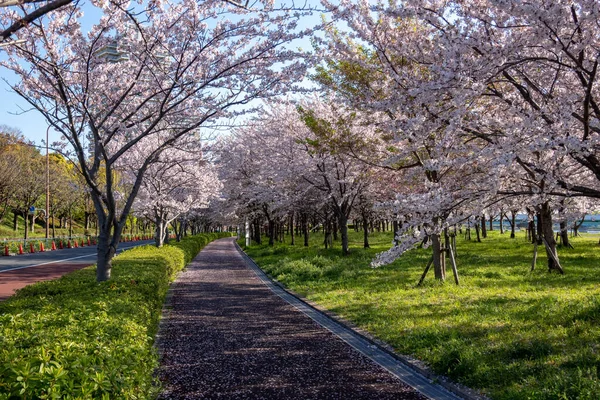 Japonya 'da kiraz çiçekleri, Tokyo