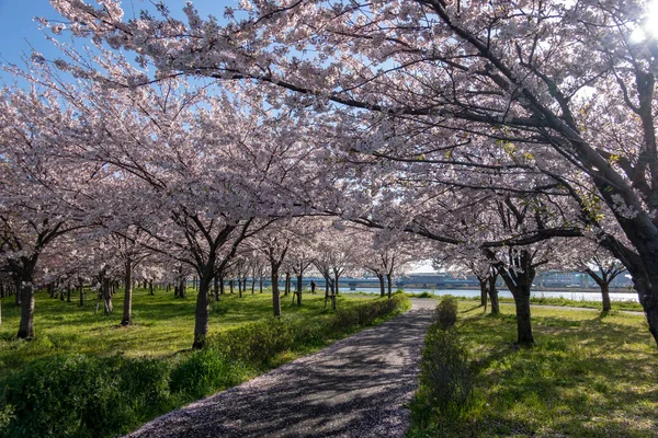 Japonya 'da kiraz çiçekleri, Tokyo