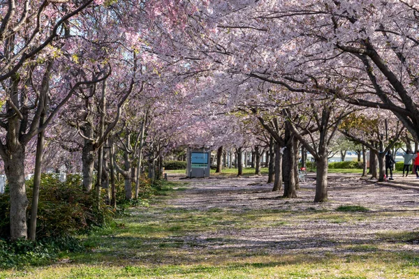 Flores Cerezo Japón Tokio — Foto de Stock