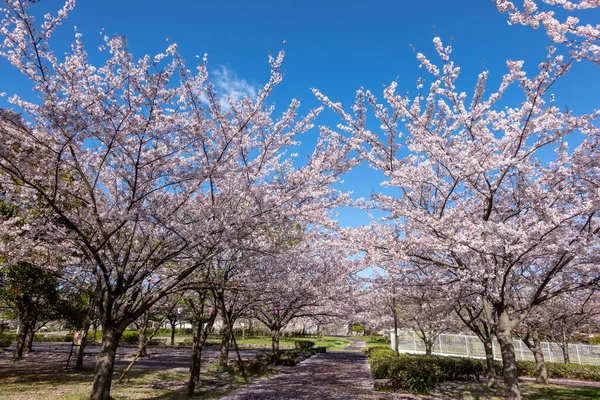 Цвіт Вишні Японії Токіо — стокове фото
