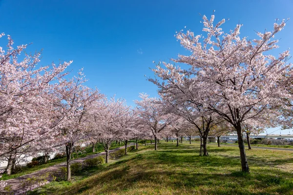 Flores Cerezo Japón Tokio — Foto de Stock