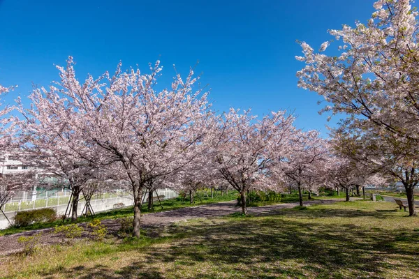 Japonya 'da kiraz çiçekleri, Tokyo