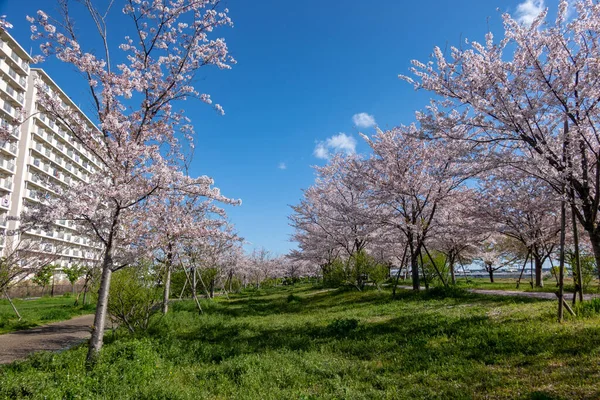 Japonya 'da kiraz çiçekleri, Tokyo