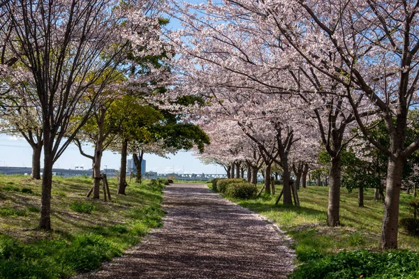 Flores Cerezo Japón Tokio — Foto de Stock