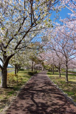 Japonya 'da kiraz çiçekleri, Tokyo