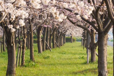 Japonya 'da kiraz çiçekleri, Tokyo