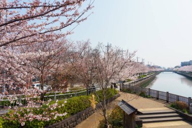 Japonya 'da kiraz çiçekleri, Tokyo