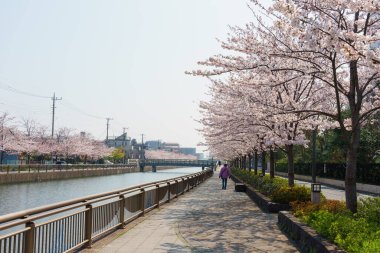 Japonya 'da kiraz çiçekleri, Tokyo