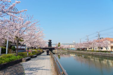 Japonya 'da kiraz çiçekleri, Tokyo