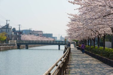 Japonya 'da kiraz çiçekleri, Tokyo