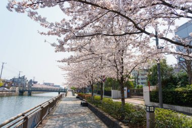 Japonya 'da kiraz çiçekleri, Tokyo