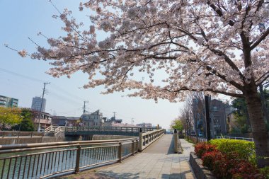 Japonya 'da kiraz çiçekleri, Tokyo