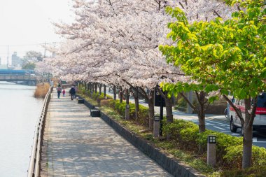 Japonya 'da kiraz çiçekleri, Tokyo
