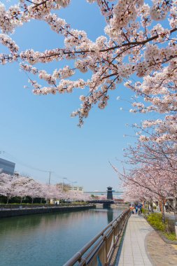 Japonya 'da kiraz çiçekleri, Tokyo