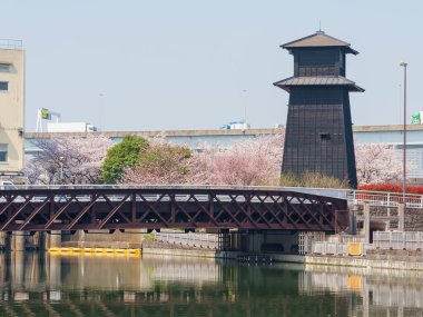 Japonya 'da kiraz çiçekleri, Tokyo