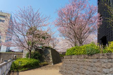 Japonya 'da kiraz çiçekleri, Tokyo
