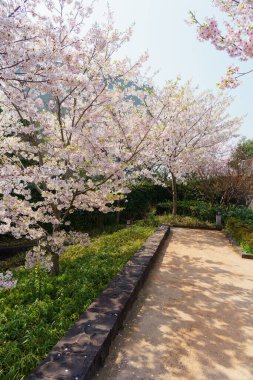 Japonya 'da kiraz çiçekleri, Tokyo