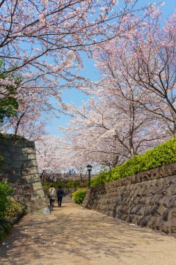 Japonya 'da kiraz çiçekleri, Tokyo