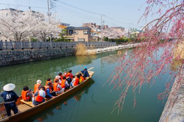 Japonya 'da kiraz çiçekleri, Tokyo