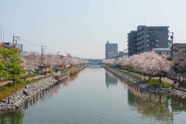 Japonya 'da kiraz çiçekleri, Tokyo