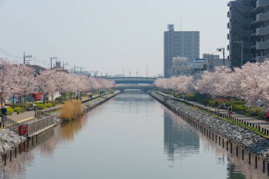 Japonya 'da kiraz çiçekleri, Tokyo