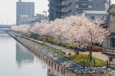 Japonya 'da kiraz çiçekleri, Tokyo