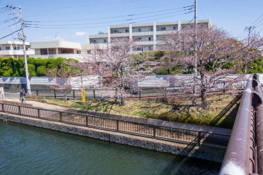 Japonya 'da kiraz çiçekleri, Tokyo